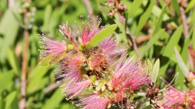 Çoklu arılar canlı pembe çiçekleri tozlaştırmakla meşgul.