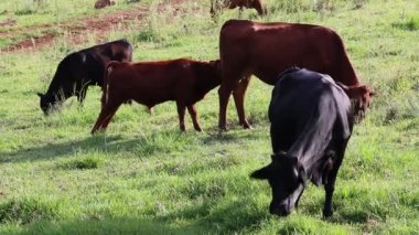 İnekler ve buzağılar huzur içinde otluyor.