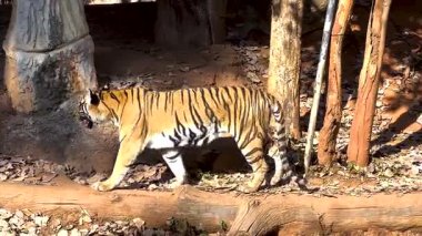 Kaplan hayvanat bahçesinde doğal ortamda yürüyor.