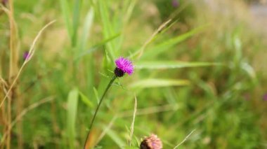 Doğadaki mor bir devedikeni yakından çek.