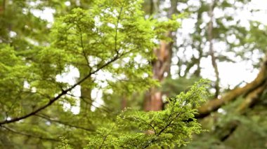 Çerçeveyi yemyeşil yapraklar kaplıyor, sakin bir orman sahnesini yumuşak kamera hareketleri ve yumuşak doğal ışıklandırmayla yakalıyor.