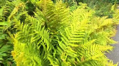 Doğal ortamda canlı yeşil eğrelti otları