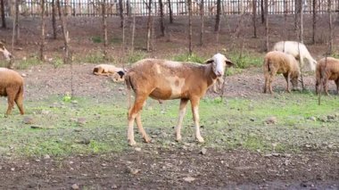 Nadir bitkilerle beslenen koyun sürüsü