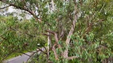 Okaliptüs ağaçlarının hava manzarası bir dron gibi yükseliyor, yumuşak gün ışığı altında yemyeşil ve banliyö manzarasını ortaya çıkarıyor.