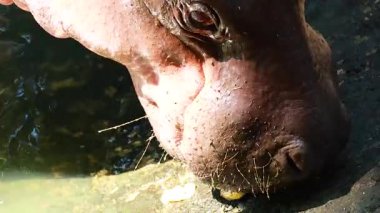 Pigme su aygırı çevresiyle etkileşim halinde