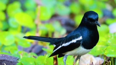 Bangkok parkında yemyeşil kuşları keşfediyor.