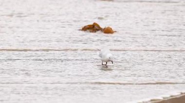 Kırmızı gagalı bir martı, yumuşak, doğal ışıklandırma altında çevreyle etkileşim içinde kıyı boyunca yürür.