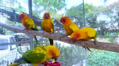 Renkli papağanlar tünekte etkileşime giriyor.