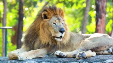 Bir aslan kendi içinde huzur içinde yatar.