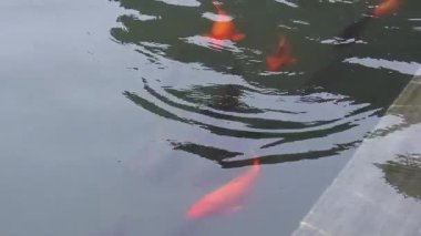 Renkli koi balığı sakin sularda süzülür