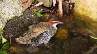Küçük bir gölde banyo yapan bir kuş.