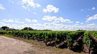Parlak mavi gökyüzünün altında dingin bir üzüm bağı