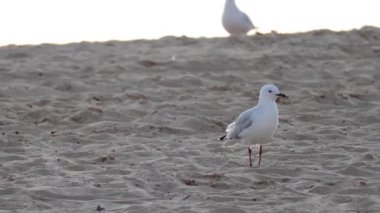 Melbourne 'da kumlu sahilde yürüyen martı.