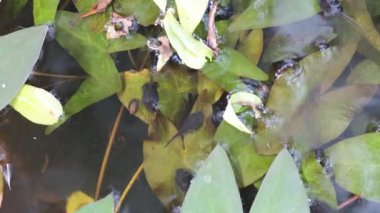 Yeşil yaprakların arasında yüzen kurbağa yavruları