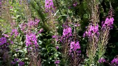 Çiçekler açıyor yemyeşil bir bahçede