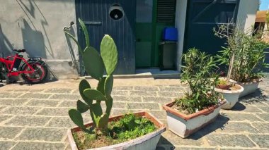 Bitkiler ve mimariyle büyüleyici sokak sahnesi