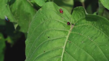 Uğur böceği yeşil yaprak yüzeyinde sürünür