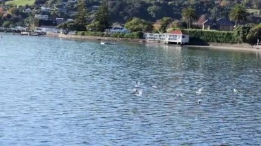 Martılar Akaroa Limanı 'nın sakin sularında süzülür yemyeşil yemyeşil ve berrak gökyüzü dingin atmosferi yükseltir.