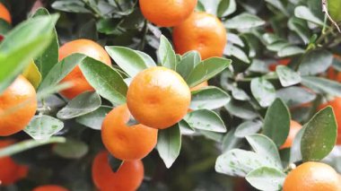 Ağaçta yetişen portakalların yakın çekimi