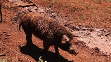 Serinlemek için çamurda yuvarlanan domuz.