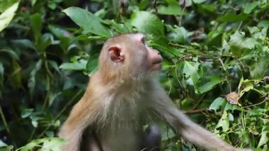 Bir maymun ormandaki bitkilerle etkileşime girer..