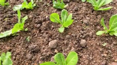 Genç marul bitkileri ekili toprakta filizleniyor.