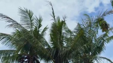 Palmiye yaprakları Phuket, Tayland 'da mavi bir gökyüzüne doğru sallanarak, doğal ışıklandırmayla sakin bir tropikal atmosfer yakalar.