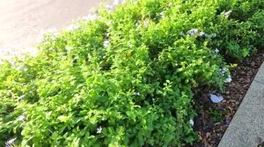 Parlak güneş ışığı altında, canlı yeşil çalılar, doğal güzellik ve sükuneti gözler önüne seriyor.