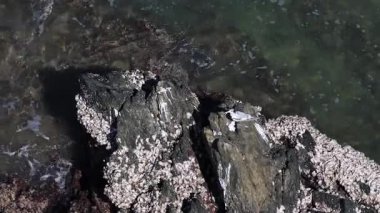 Queensland, Port Douglas 'ta deniz kabuğu kaplı kayaların üzerinde dinlenen deniz kuşlarının hava manzarası. Parlak gün ışığı kıyı manzarasını güçlendirir.