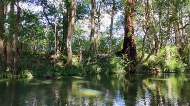 A tranquil river flows through a dense forest, sunlight filtering through trees, creating a peaceful and natural atmosphere