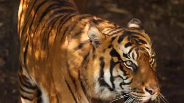 Bir kaplan etrafını sarmış yürüyor