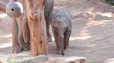 Yavru fil hayvanat bahçesinde annesinin yanında yürüyor.