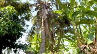 Khlong Lat Mayom Kanalı boyunca yoğun yeşillik