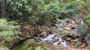 Avustralya 'nın Port Douglas kentindeki yoğun yağmur ormanı bitkilerinden akan sakin bir dere, canlı yeşillik ve doğal sükuneti gözler önüne seriyor.