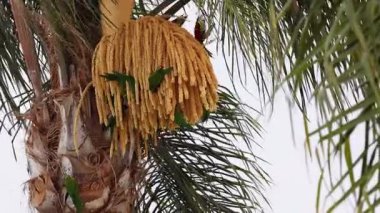 Renkli kuş palmiye ağacıyla etkileşime girer.