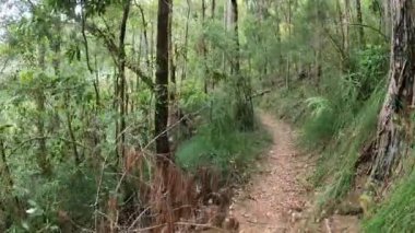 Dolambaçlı bir orman yolunda sakin bir yürüyüş.