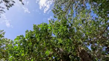 Çam ağaçları yaz melteminde usulca sallanıyor.