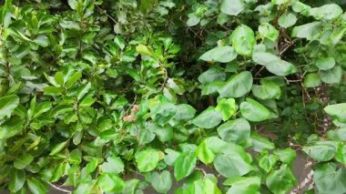 Canlı yeşil yapraklarla dolu yoğun mangrov yapraklarının hava görüntüleri, zengin biyolojik çeşitliliği gözler önüne seriyor.