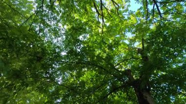 Renkli sicim ışıkları olan yeşil bir gölgelik.