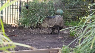 # Yaban domuzu yürür çevrede #