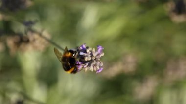 Bumblebee lavanta çiçeklerinden nektar topluyor.