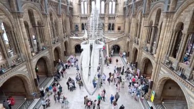Ziyaretçiler balina iskeleti sergisini keşfediyorlar