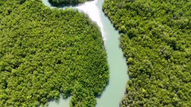 İnsansız hava aracı görüntülerinde Phang Nga, Tayland 'daki gür mangrovlar ve kıvrımlı nehir canlı yeşillikler ve dingin doğal güzellikler sergiliyor.