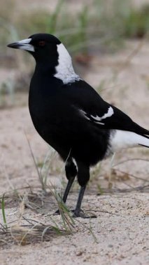 Avustralyalı bir saksağan kumlu sahilde yürüyor, çevresi seyrek çimlerle çevrili, doğal gün ışığında.
