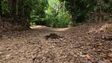 Görünür at gübresiyle yapraklarla kaplı iz.