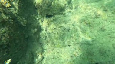 Kayalık okyanus tabanının sualtı görüntüsü