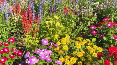 Vibrant flowers blooming in colorful garden