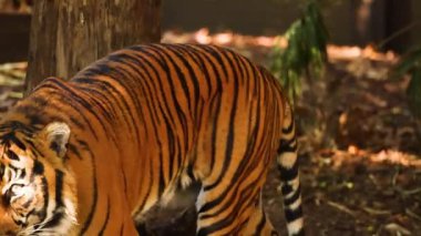 Gün içinde hayvanat bahçesinde yürüyen kaplan videosu. 