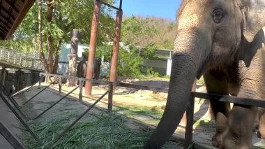 woman hand fiving grass to elephant at zoo