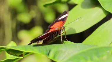 Canlı bir kelebek, yemyeşil bir yaprağın üzerinde, yemyeşil bir yağmur ormanında, gün ışığında yakalanır.